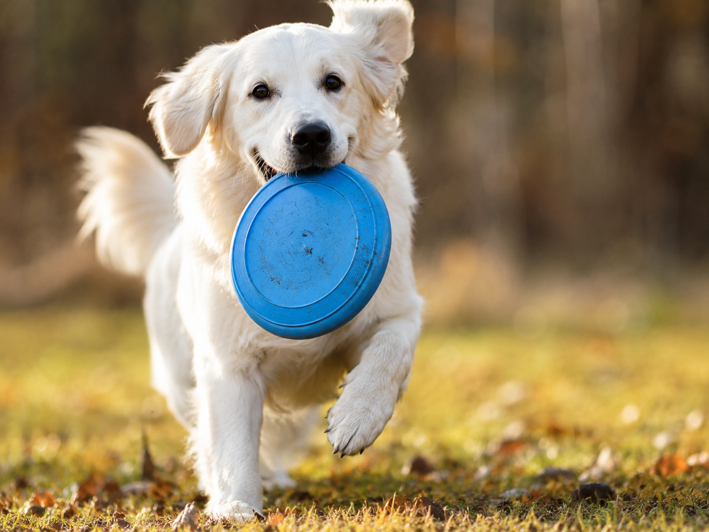 Mascotas felices con productos artesanales